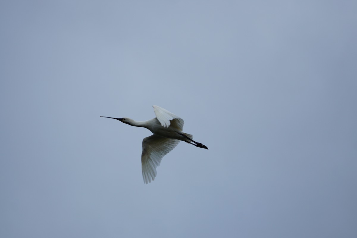 Eurasian Spoonbill - ML615137196