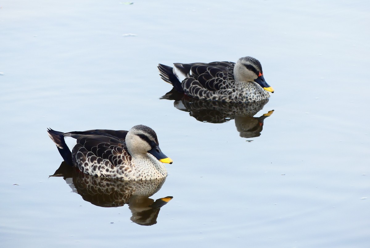 Indian Spot-billed Duck - ML615137198