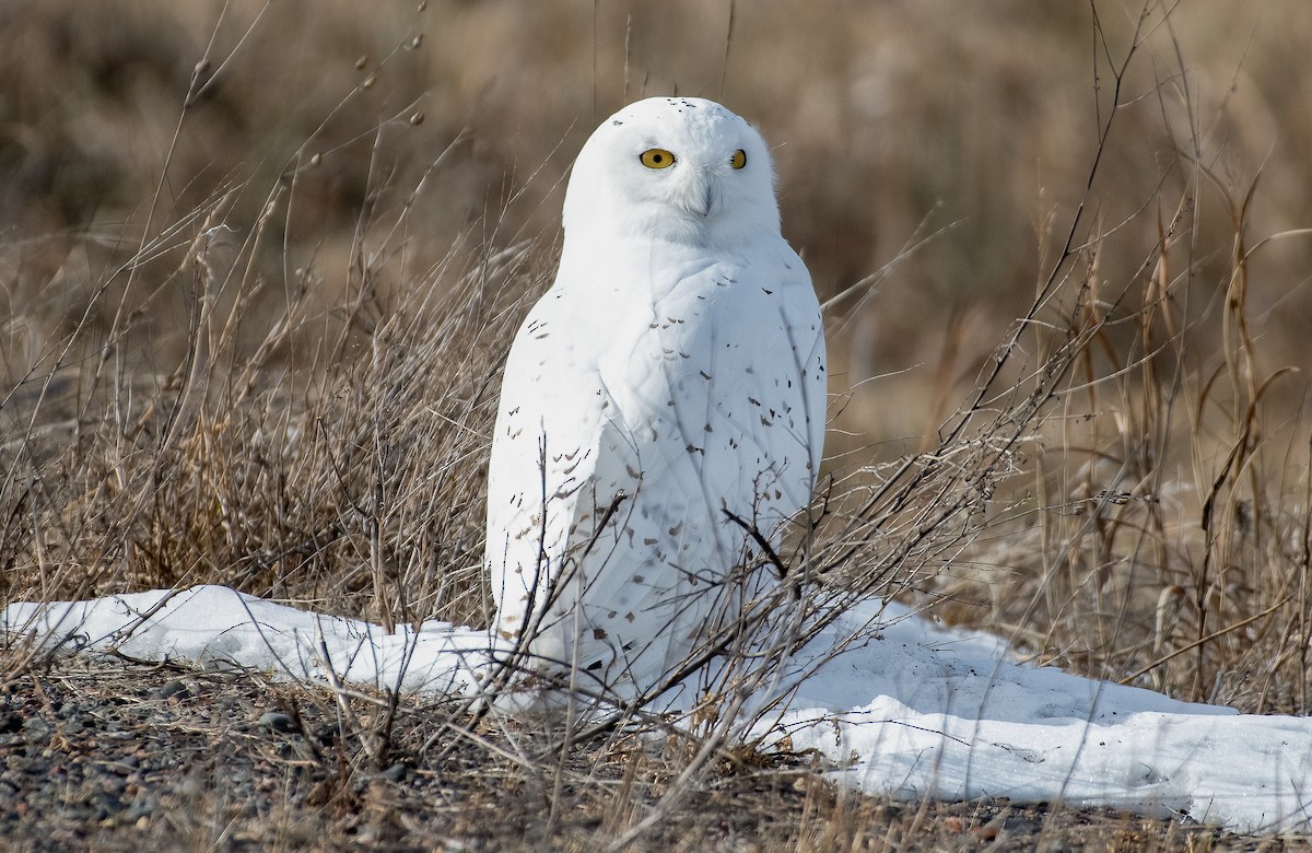 Snowy Owl - ML615137209