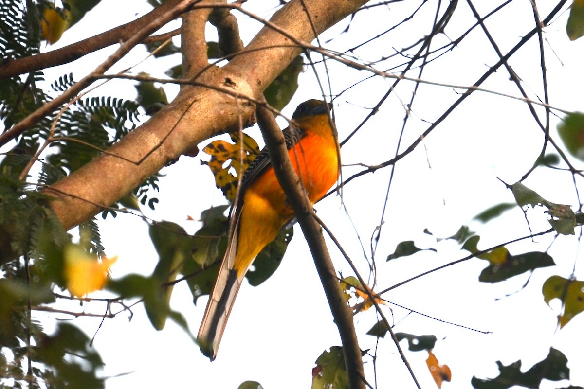 Turuncu Göğüslü Trogon [dulitensis grubu] - ML615137228