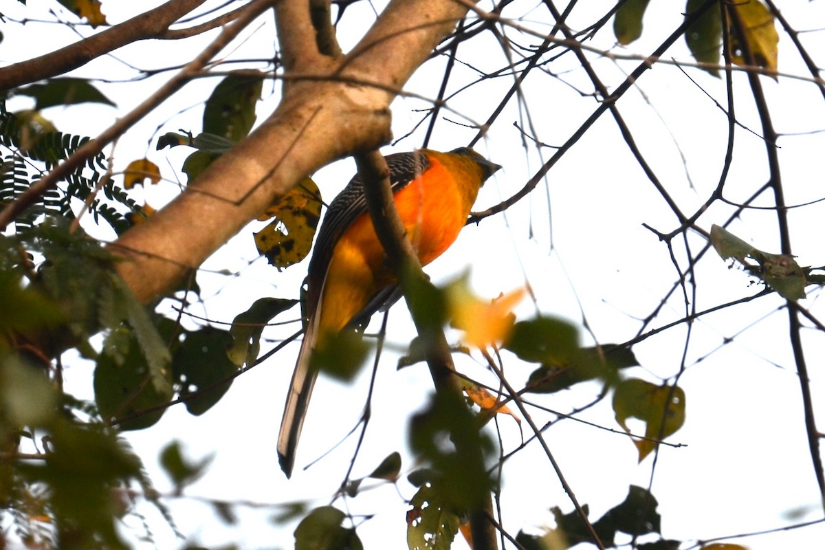 Orange-breasted Trogon (Spice) - ML615137229