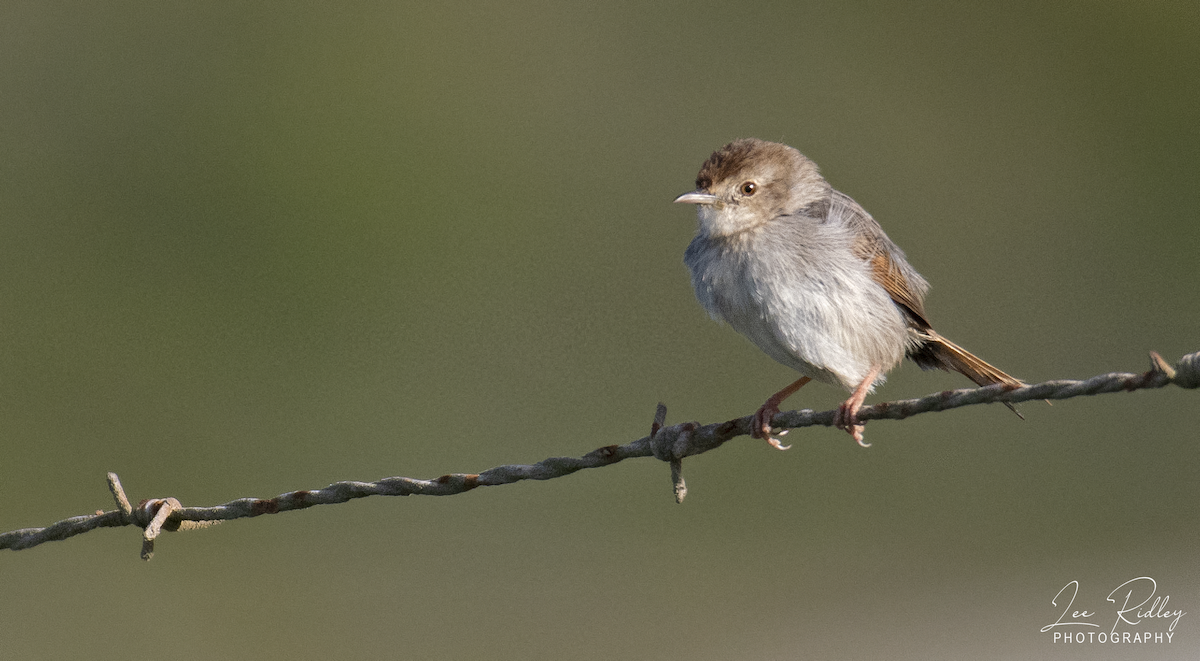 Red-headed Cisticola (Red-headed) - ML615137231