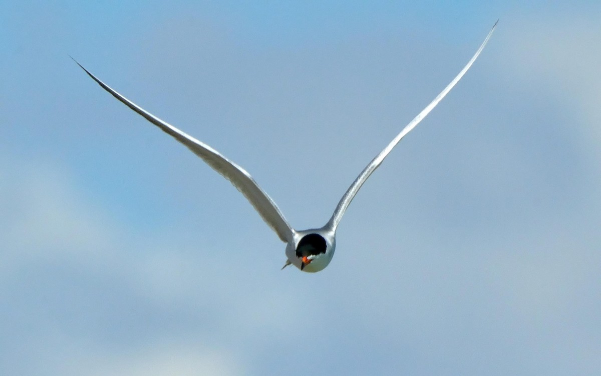 Forster's Tern - ML615137233