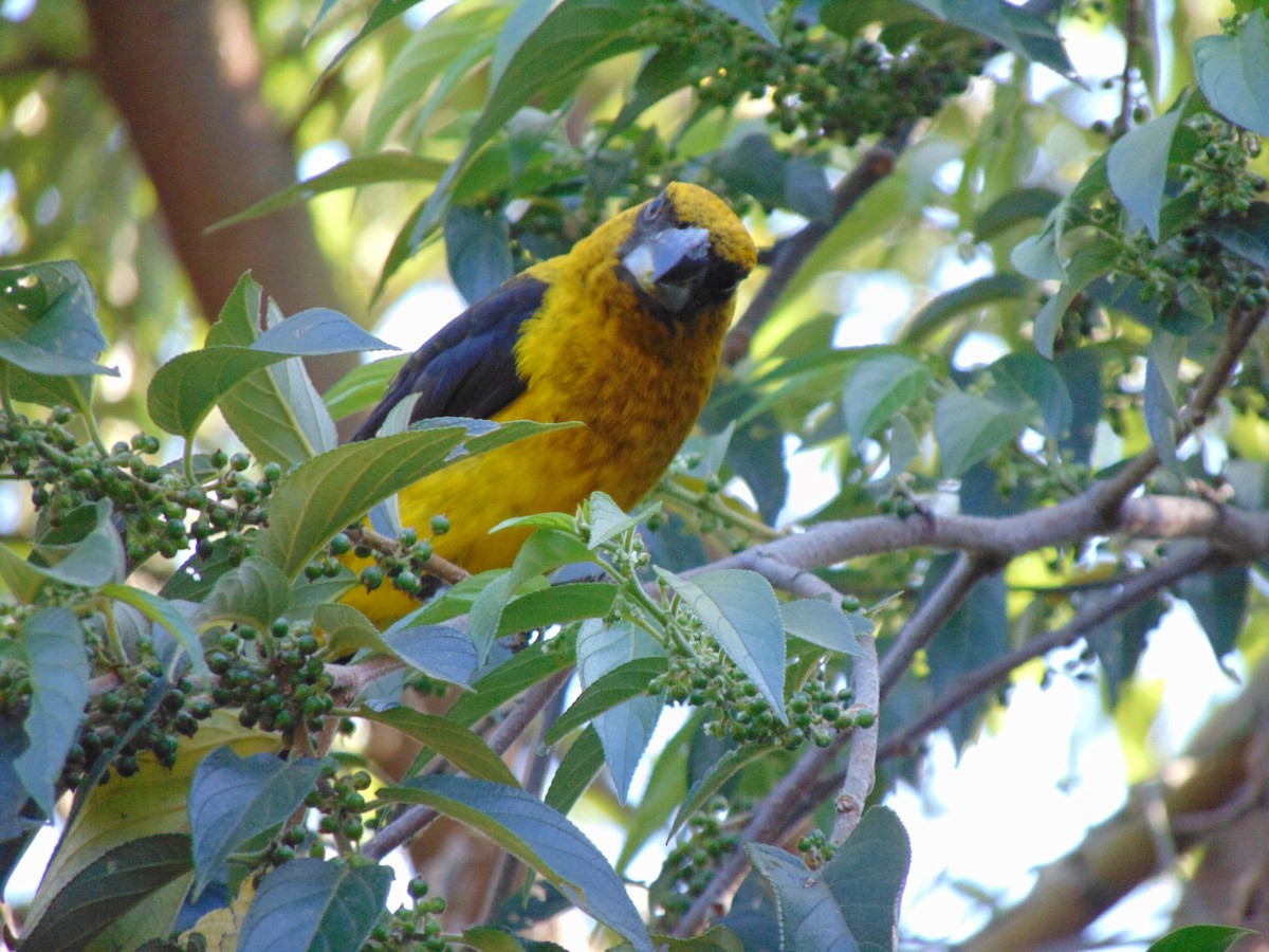 Black-thighed Grosbeak - ML615137240