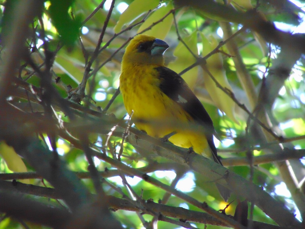 Black-thighed Grosbeak - ML615137241