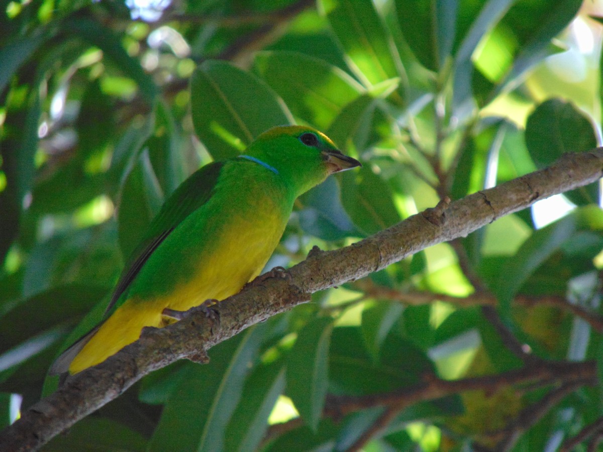 Golden-browed Chlorophonia - ML615137265