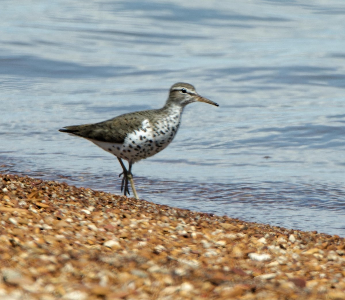 Spotted Sandpiper - ML615137291