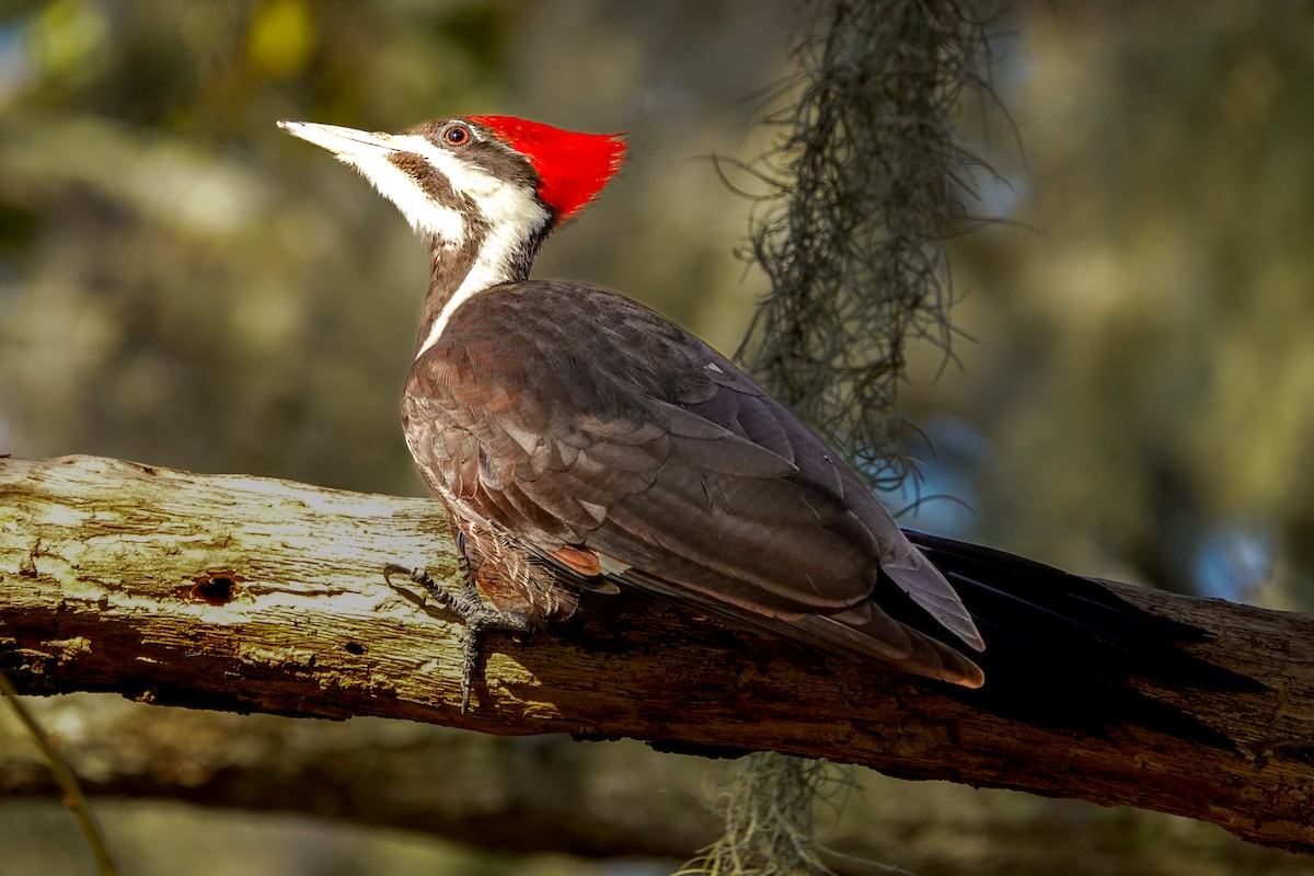 Pileated Woodpecker - ML615137320