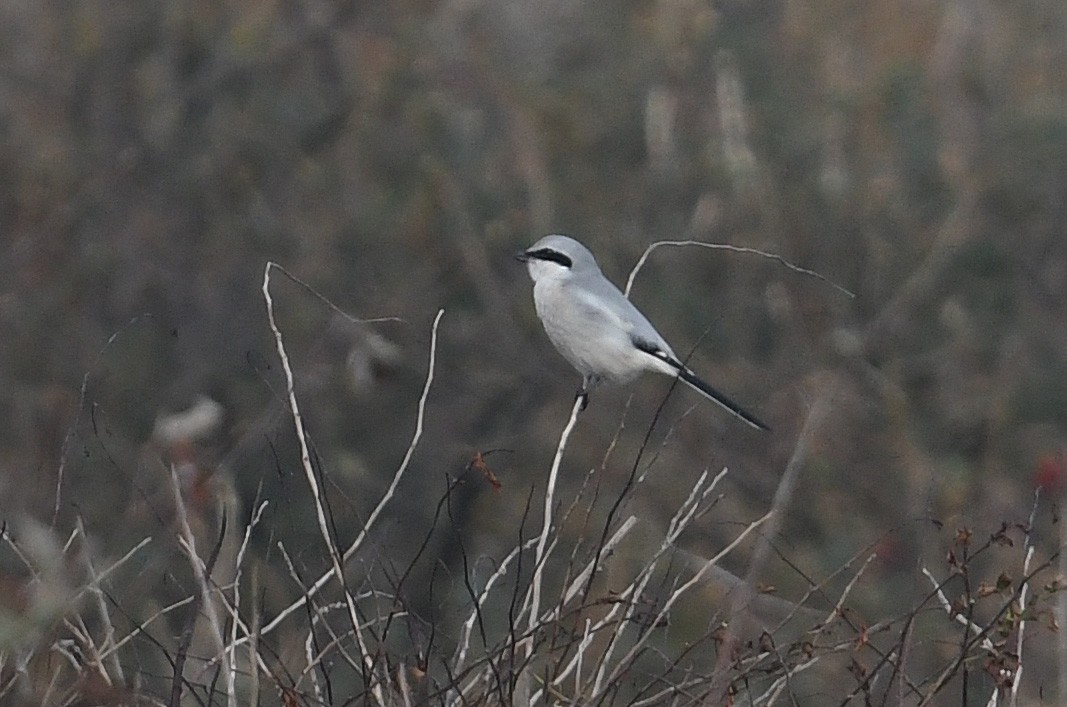 Great Gray Shrike - ML615137326