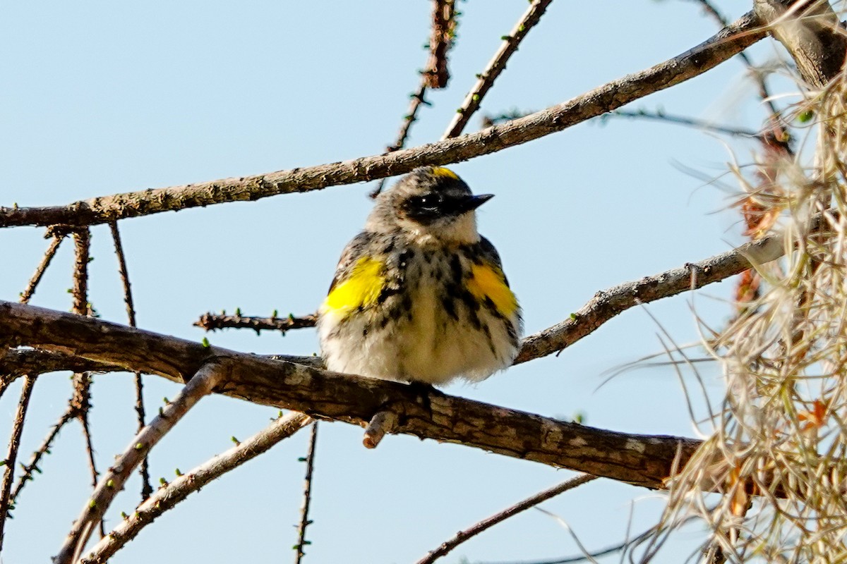 Yellow-rumped Warbler - ML615137337