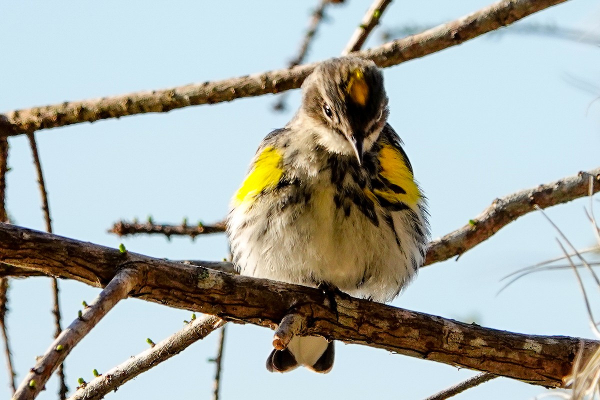 Yellow-rumped Warbler - ML615137338