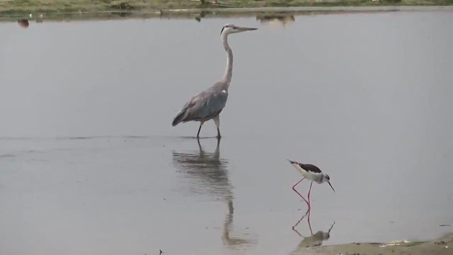 Gray Heron - ML615137396