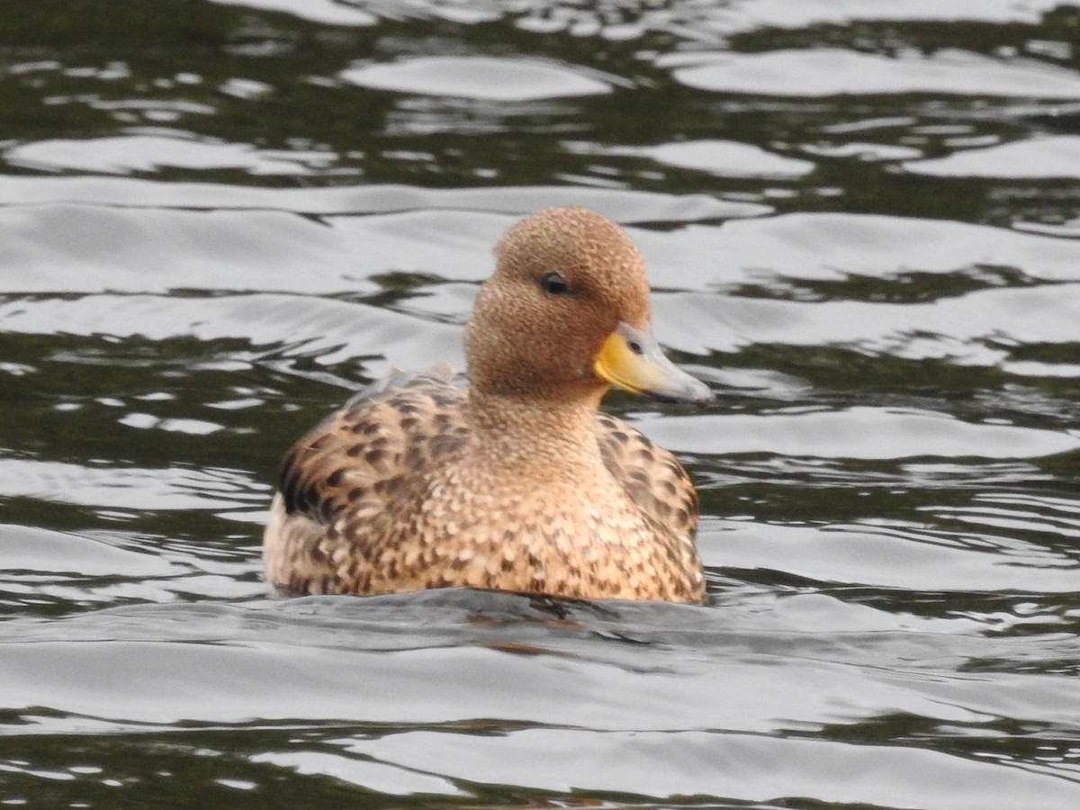 Yellow-billed Teal - ML615137427