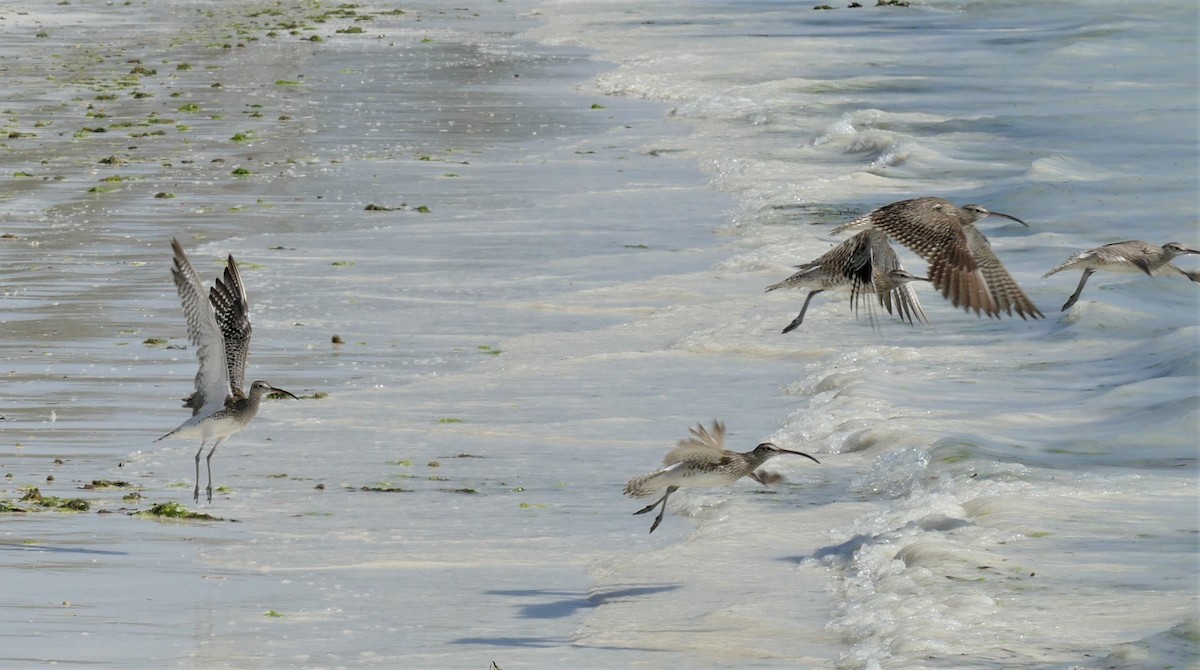 Regenbrachvogel (alboaxillaris) - ML615137448