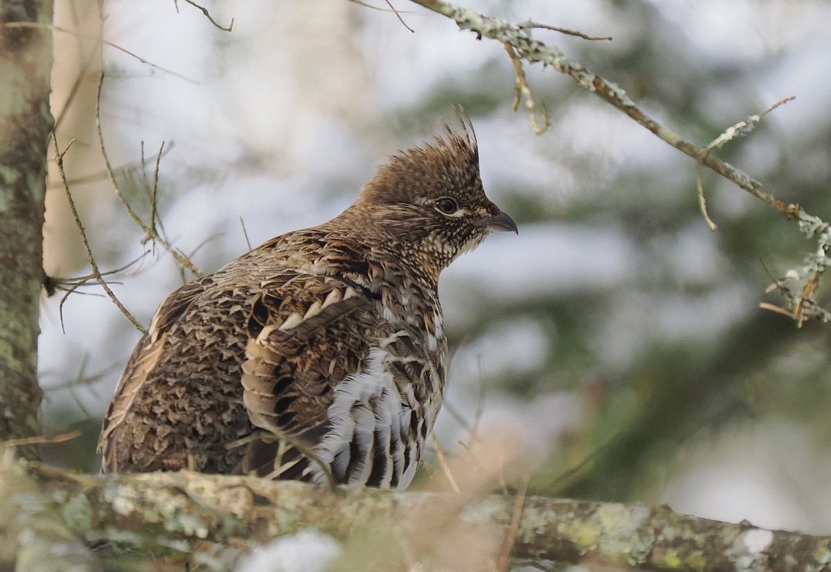 Ruffed Grouse - ML615137519