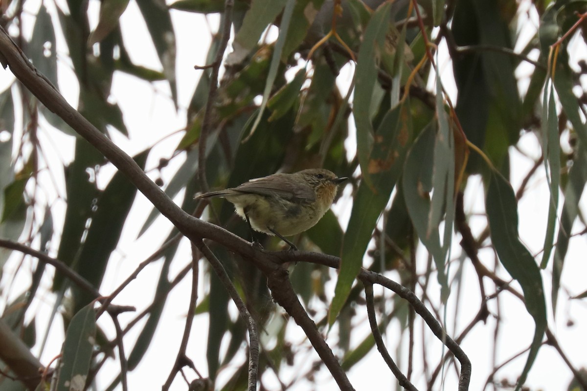 Yellow Thornbill - ML615137527