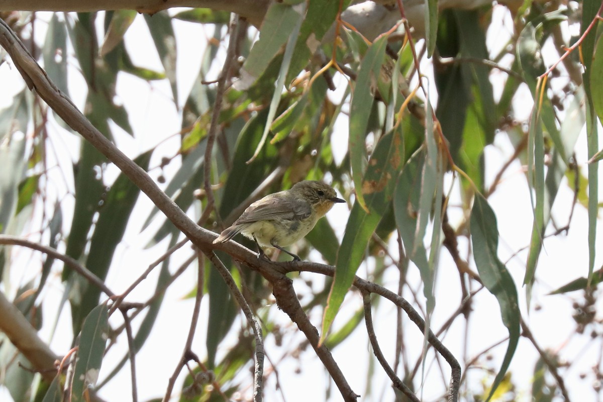 Yellow Thornbill - ML615137533