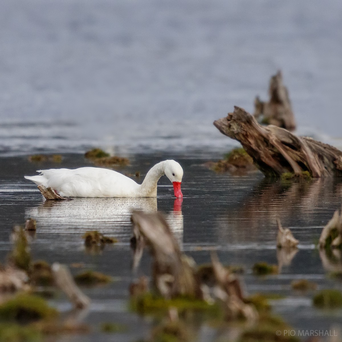 Coscoroba Swan - Pio Marshall