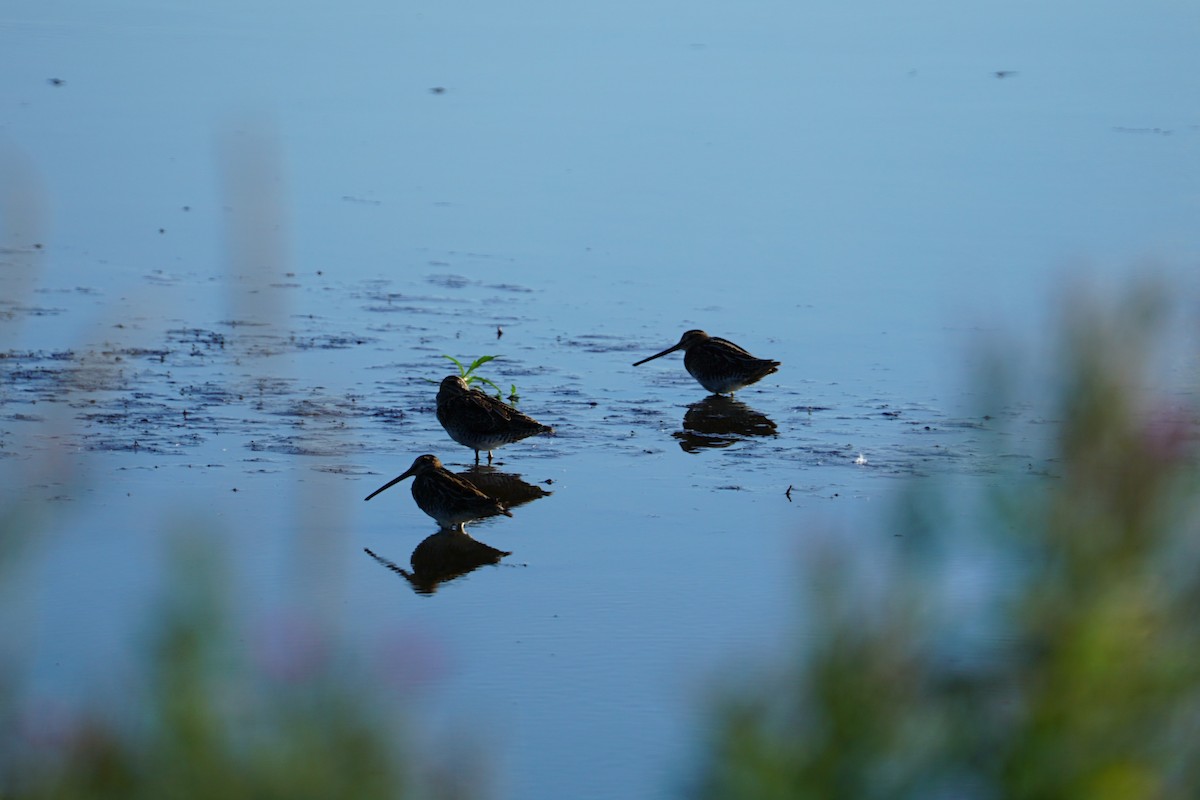 Common Snipe - ML615137609