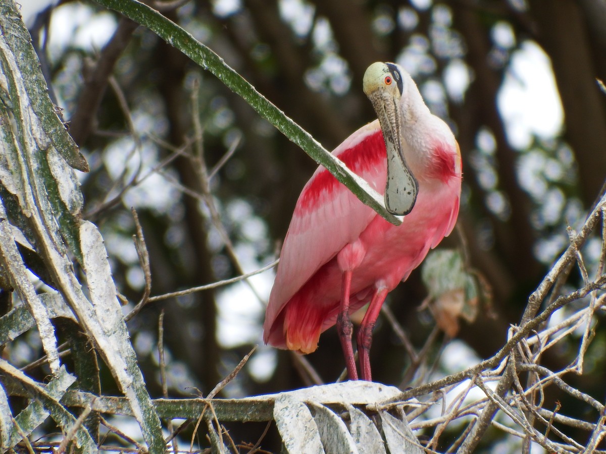 Roseate Spoonbill - ML615137657