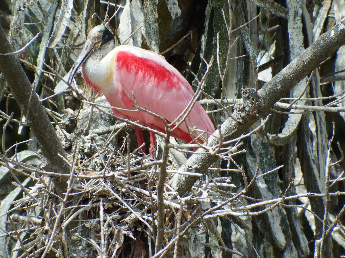 Roseate Spoonbill - ML615137660