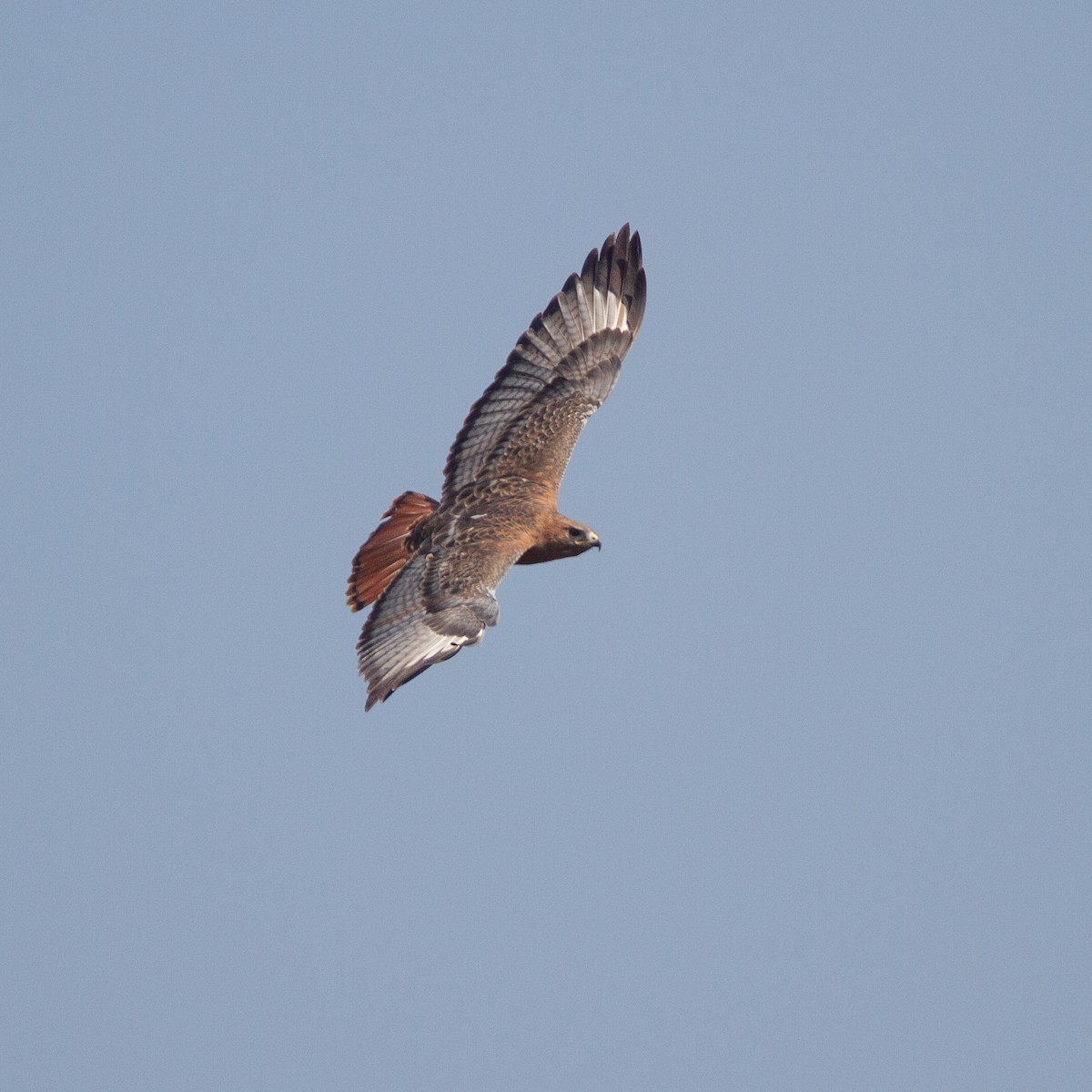 Red-necked Buzzard - Werner Suter