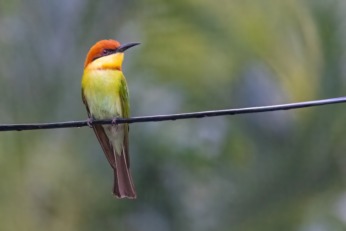 Chestnut-headed Bee-eater - Jaap Velden