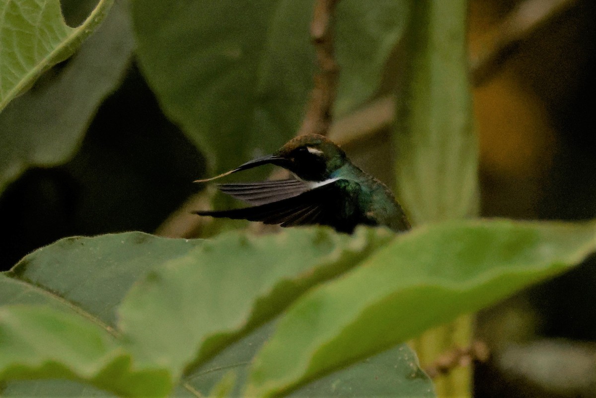 kolibřík bělohrdlý - ML615137712