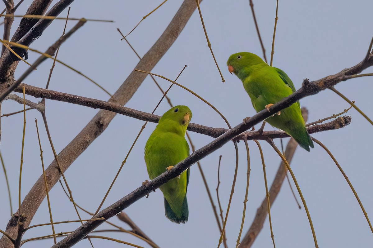 Vernal Hanging-Parrot - ML615137723