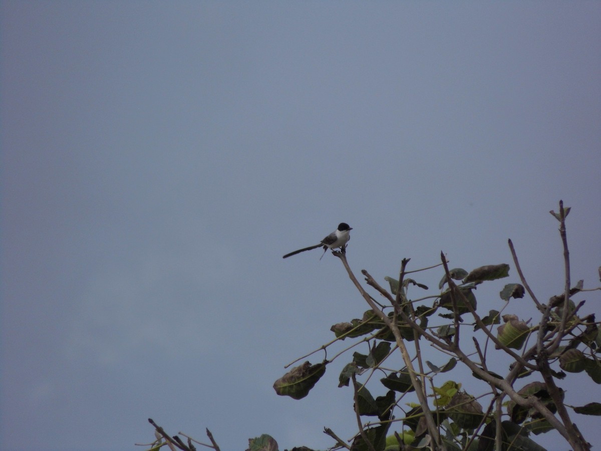 Fork-tailed Flycatcher - ML615137729