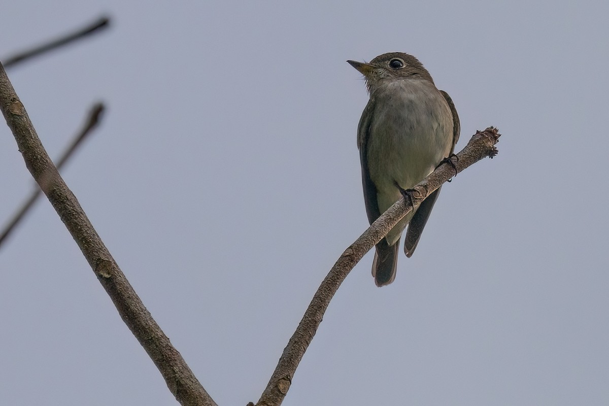 Asian Brown Flycatcher - Jaap Velden