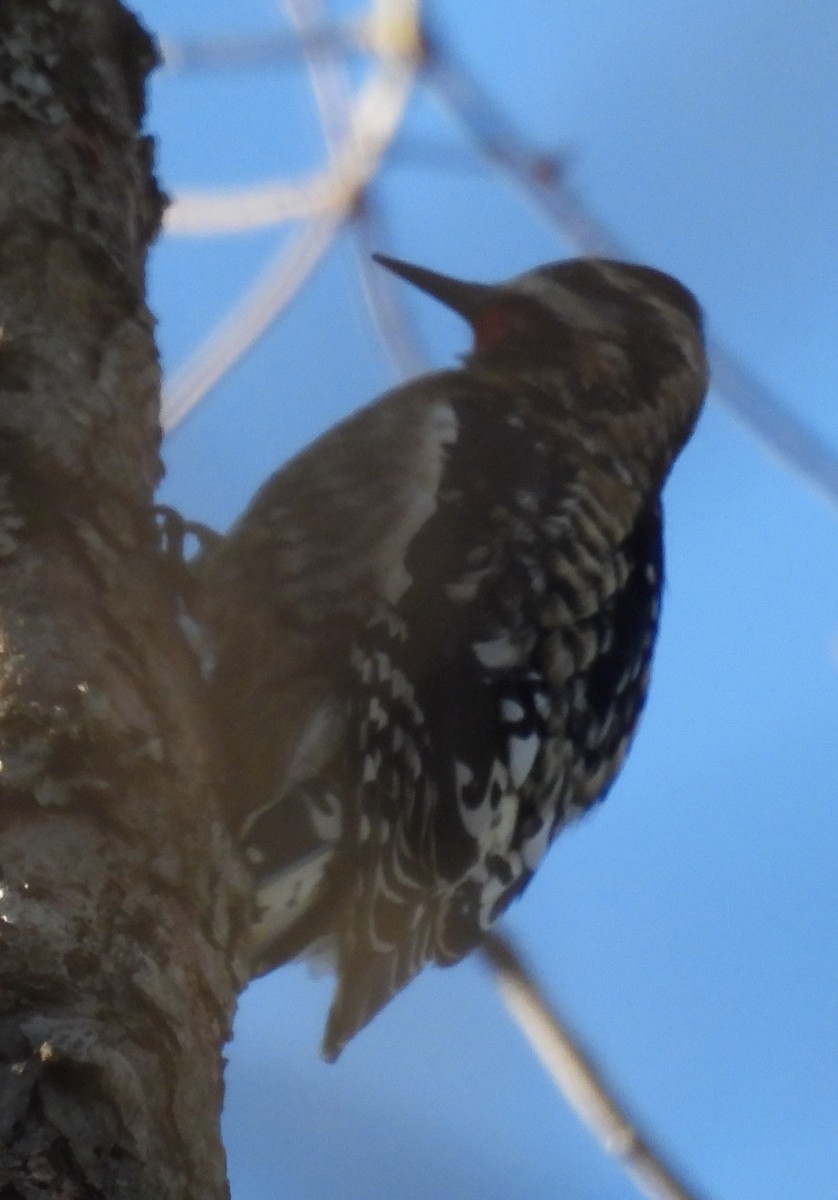 Yellow-bellied Sapsucker - ML615137767