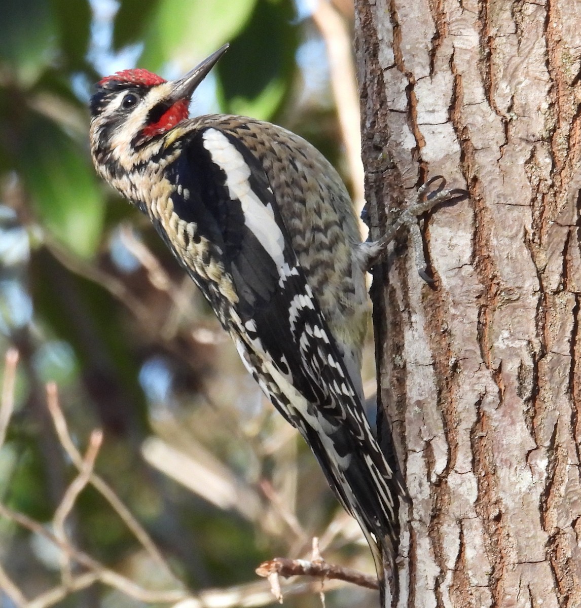 Yellow-bellied Sapsucker - ML615137768