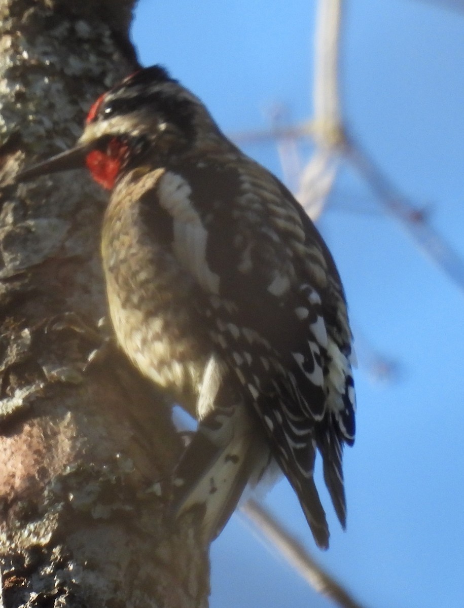 Yellow-bellied Sapsucker - ML615137769