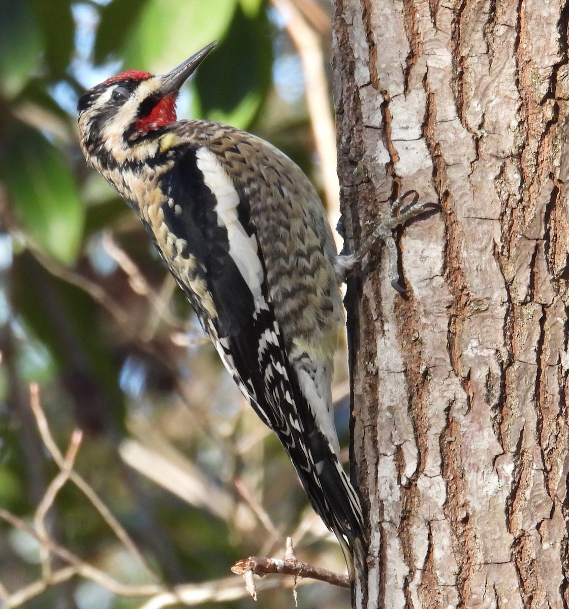 Yellow-bellied Sapsucker - ML615137770