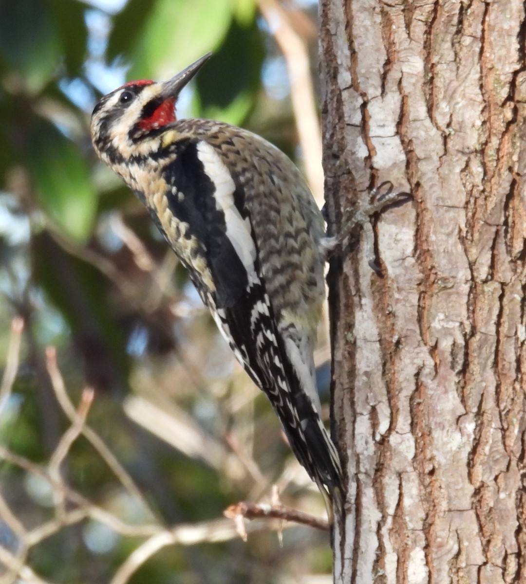 Yellow-bellied Sapsucker - ML615137771