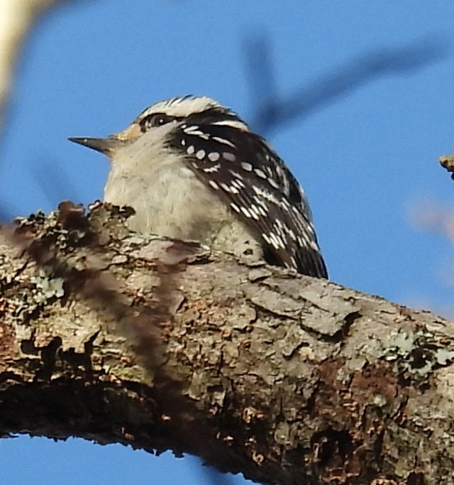 Downy Woodpecker - ML615137790