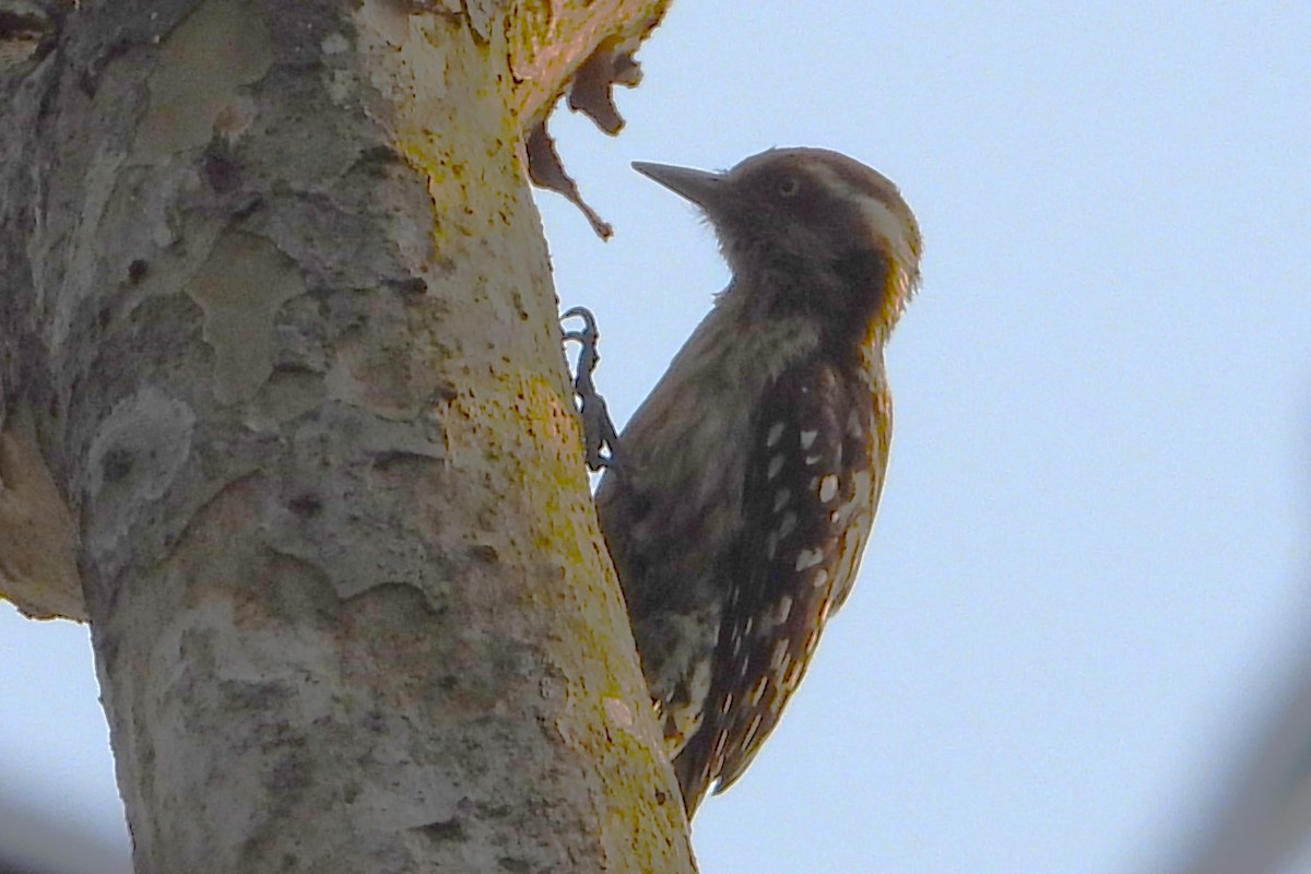 Brown-capped Pygmy Woodpecker - ML615137831