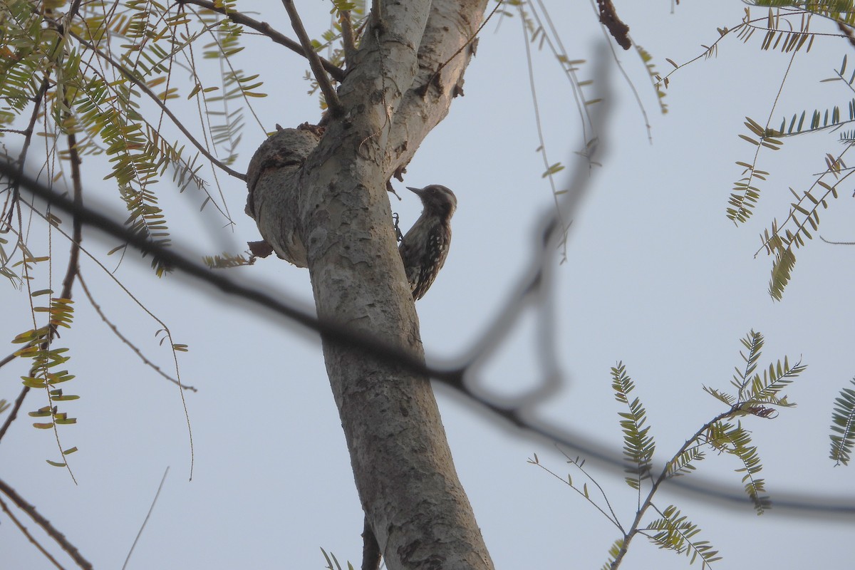 Brown-capped Pygmy Woodpecker - ML615137832