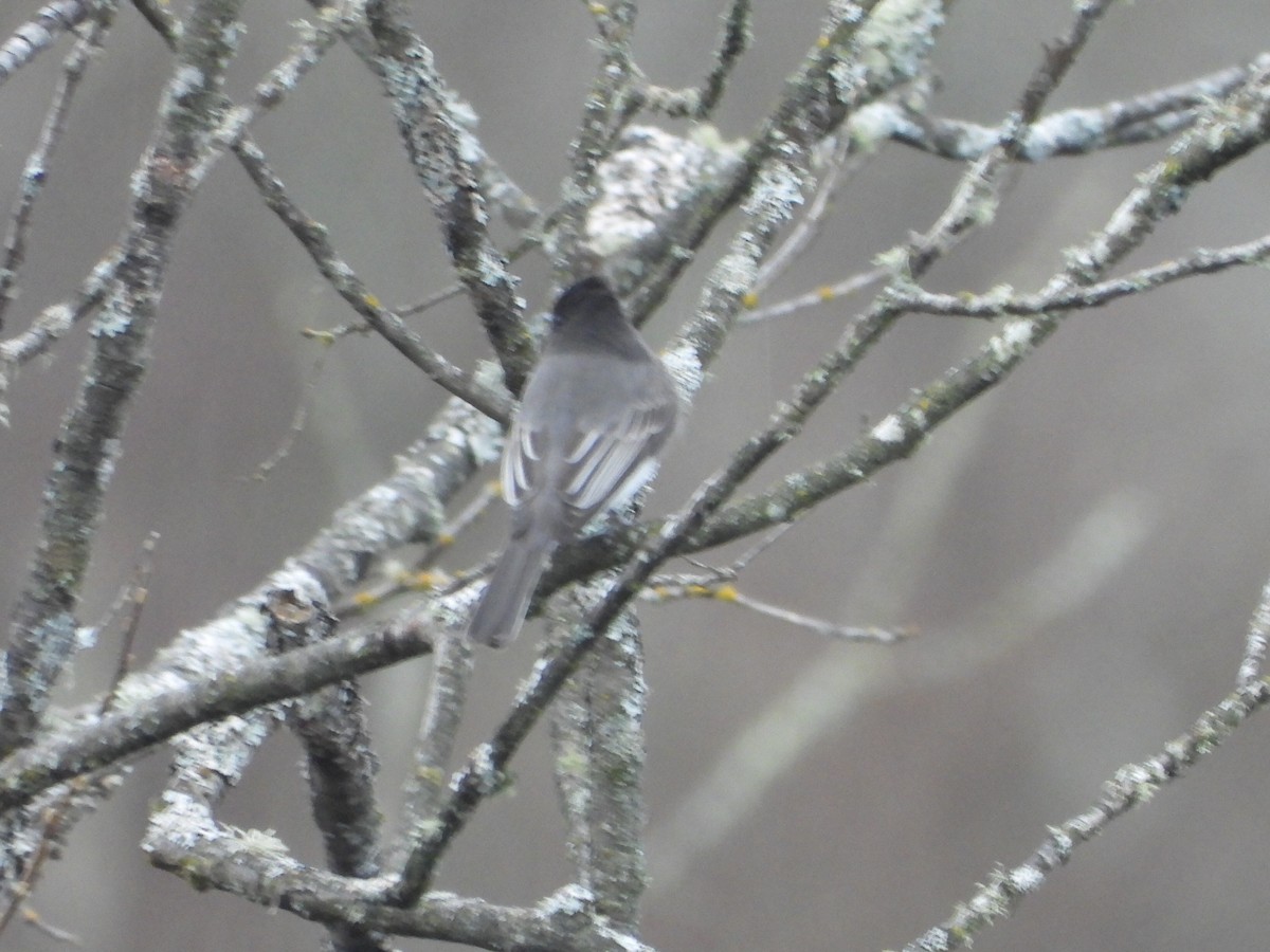 Black Phoebe (Northern) - ML615137865