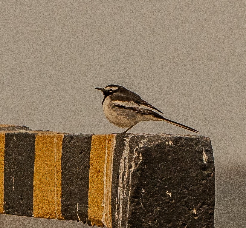 White-browed Wagtail - ML615137868