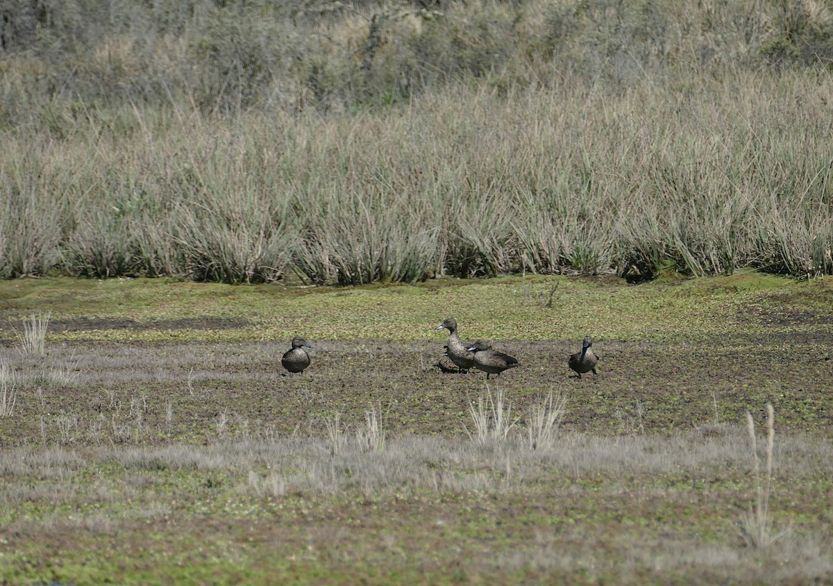 Andean Teal (Merida) - ML615137871