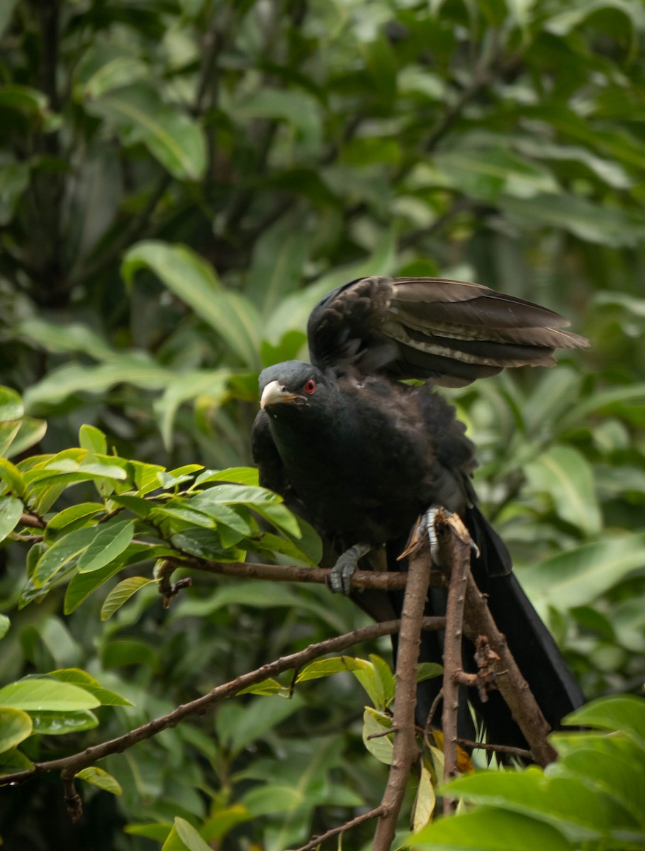 Asian Koel - ML615137872