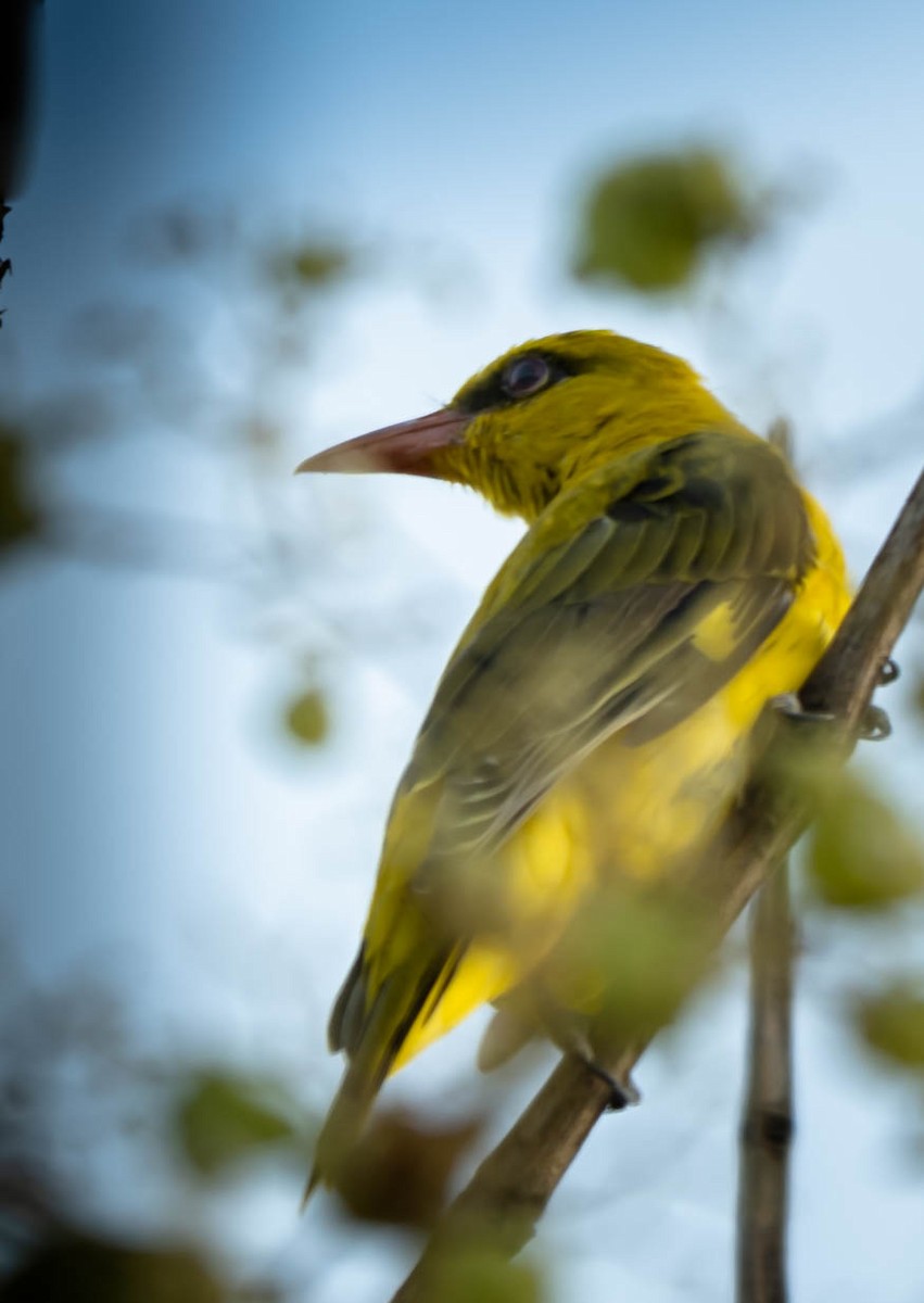 Indian Golden Oriole - ML615137879