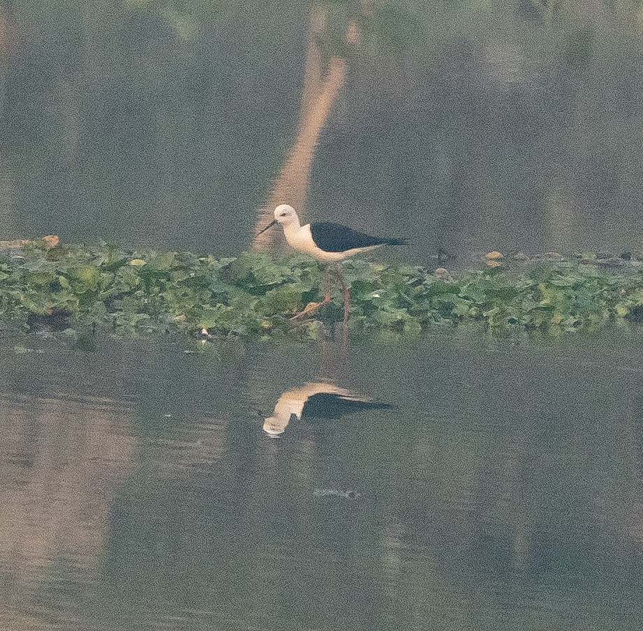 Black-winged Stilt - ML615137890