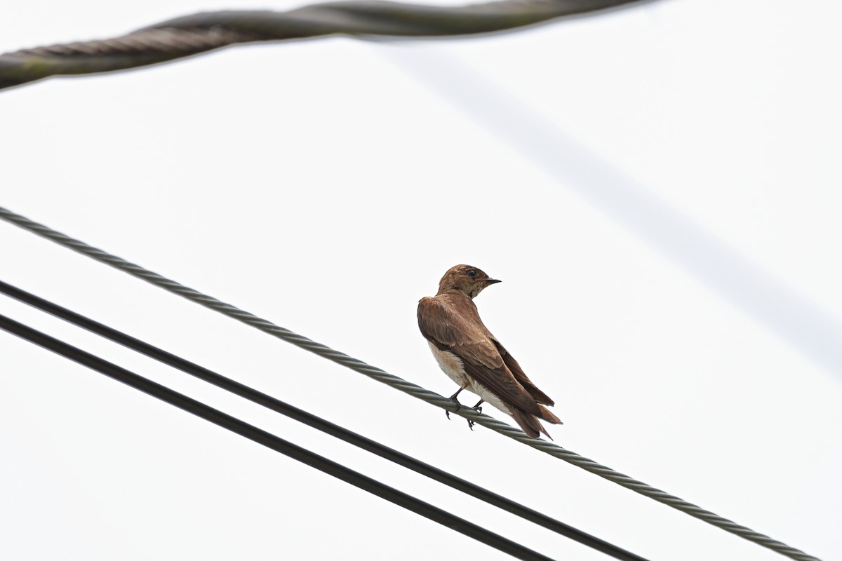 Northern Rough-winged Swallow - ML615137894
