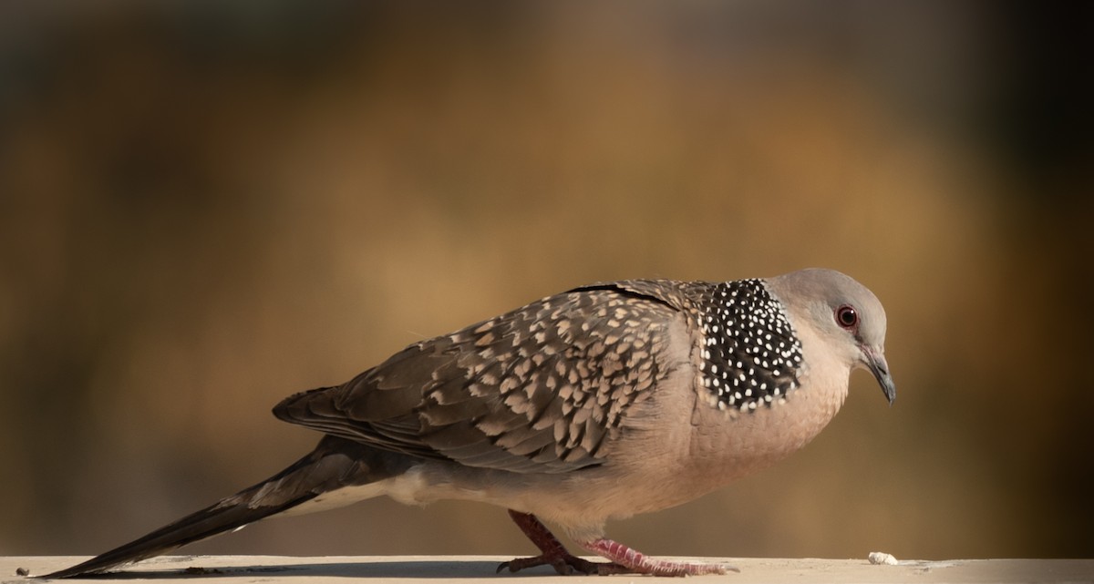Spotted Dove - ML615137901