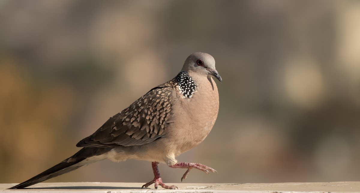 Spotted Dove - ML615137902