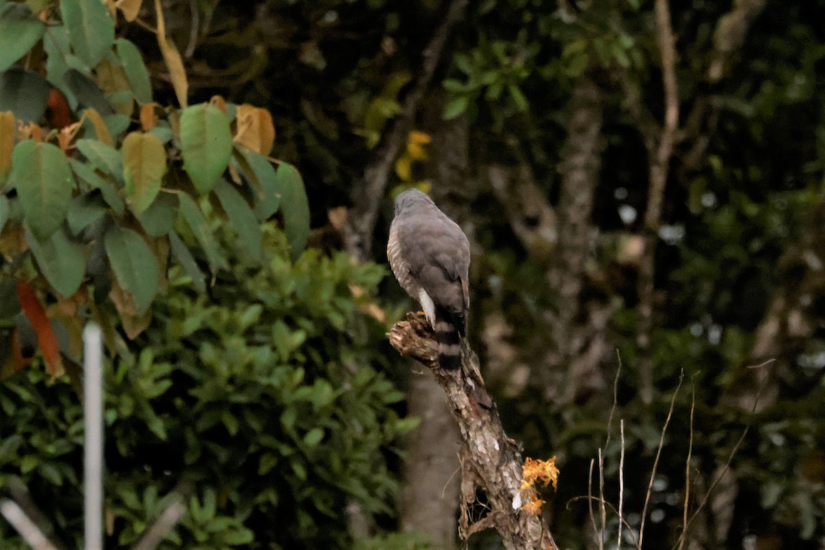 Roadside Hawk (Northern) - ML615137918