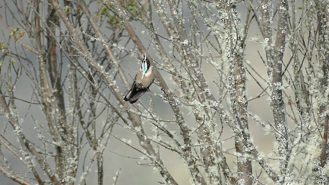 Green-bearded Helmetcrest - ML615137926